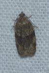 Syndemis musculana
