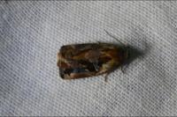 Archips oporana