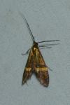 Nemophora degeerella