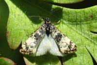 Hysterophora maculosana