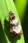 Hysterophora maculosana