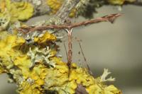 Amblyptilia acanthadactyla