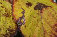 Stigmella aurella