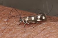 Scythris scopolella