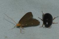 Eurodachtha pallicornella