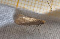 Nematopogon adansoniella