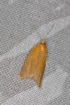 Clepsis unicolorana