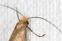 Nematopogon adansoniella