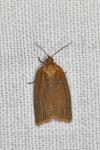 Clepsis unicolorana