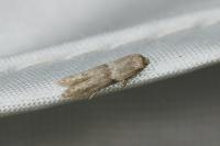 Blastobasis phycidella
