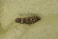 Bryotropha