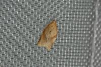 Clepsis consimilana