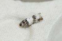 Epinotia thapsiana
