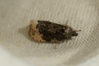 Hedya ochroleucana