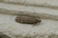 Bryotropha