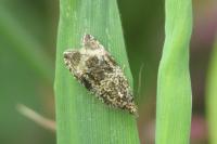Celypha lacunana