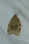 Choristoneura hebenstreitella