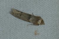 Blastobasis phycidella