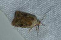 Agonopterix nervosa