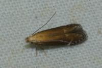 Monochroa cytisella