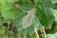 Phyllonorycter corylifoliella