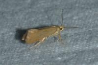 Crassa unitella