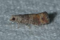 Clavigesta