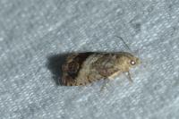 Cydia splendana