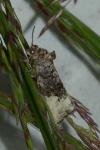 Hedya nubiferana