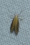 Monochroa cytisella