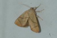 Apoda limacodes