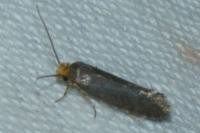 Cephimallota crassiflavella