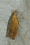 Lathronympha strigana