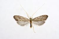 Nematopogon robertella