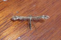 Oxyptilus laetus