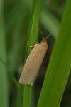 Aphelia viburnana