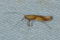 Caloptilia robustella