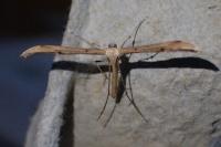 Emmelina monodactyla
