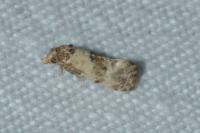 Neocochylis molliculana