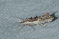 Ypsolopha scabrella