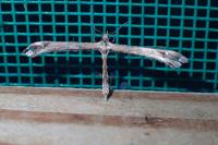 Amblyptilia acanthadactyla