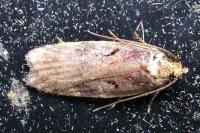 Agonopterix liturosa