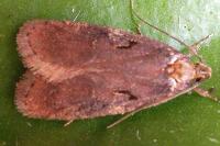 Agonopterix liturosa