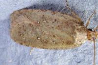 Agonopterix