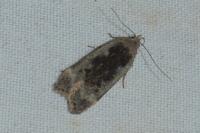 Anacampsis blattariella/populella