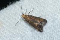 Apodia bifractella