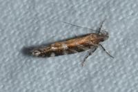 Aristotelia ericinella