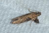 Scrobipalpa costella