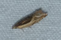 Ancylis apicella