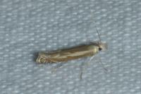 Isophrictis lineatella